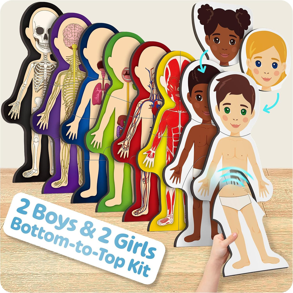 MyBODY Large Human Body Anatomy Model for Kids & Teens - Bottom-to-Top Magnetic Assembly Toy & Educational Learning