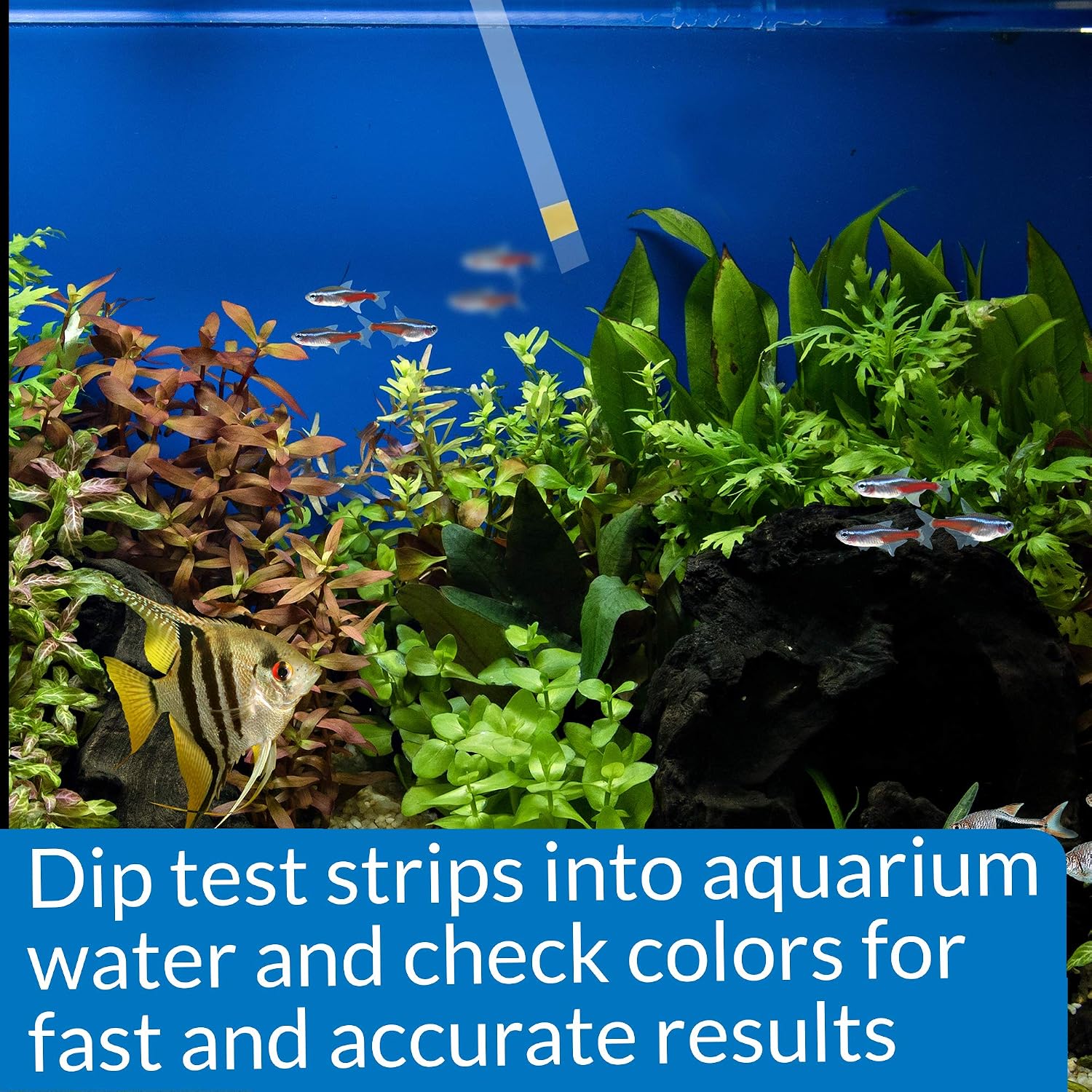 AMMONIA TEST STRIPS Freshwater and Saltwater Aquarium Water Test Strips 25-Test Box