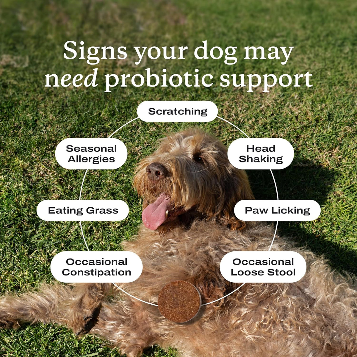 Probiotic Chews for Dogs, 30 Soft Chews, Pork