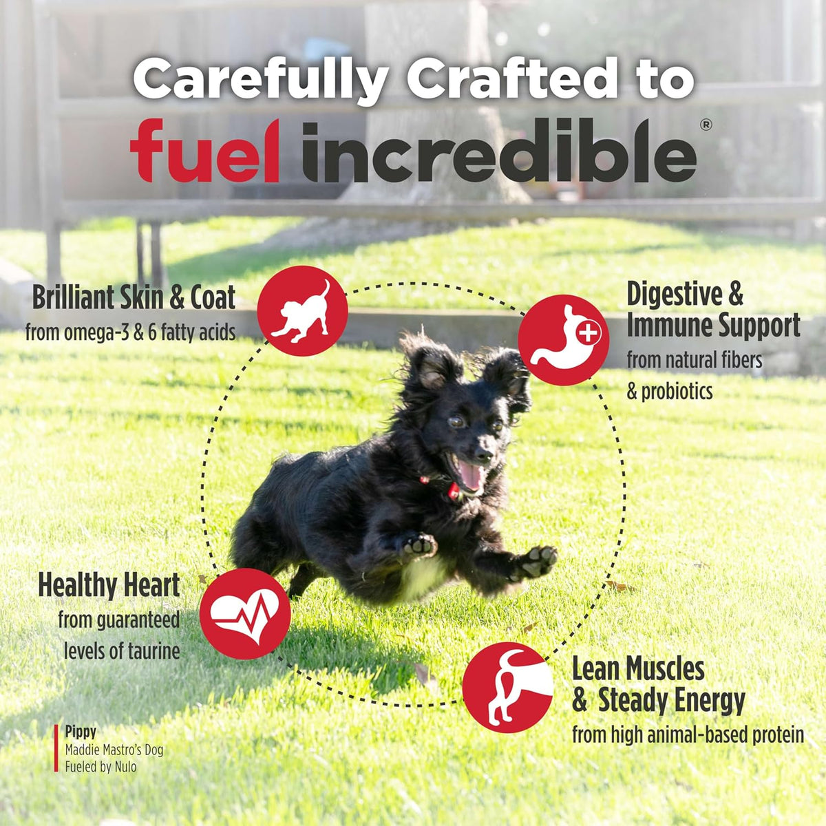 FreeStyle Small Breed Dog Food Dry - Salmon & Lentils, Puppy & Adult Grain Free Dog Food, Natural, High Protein