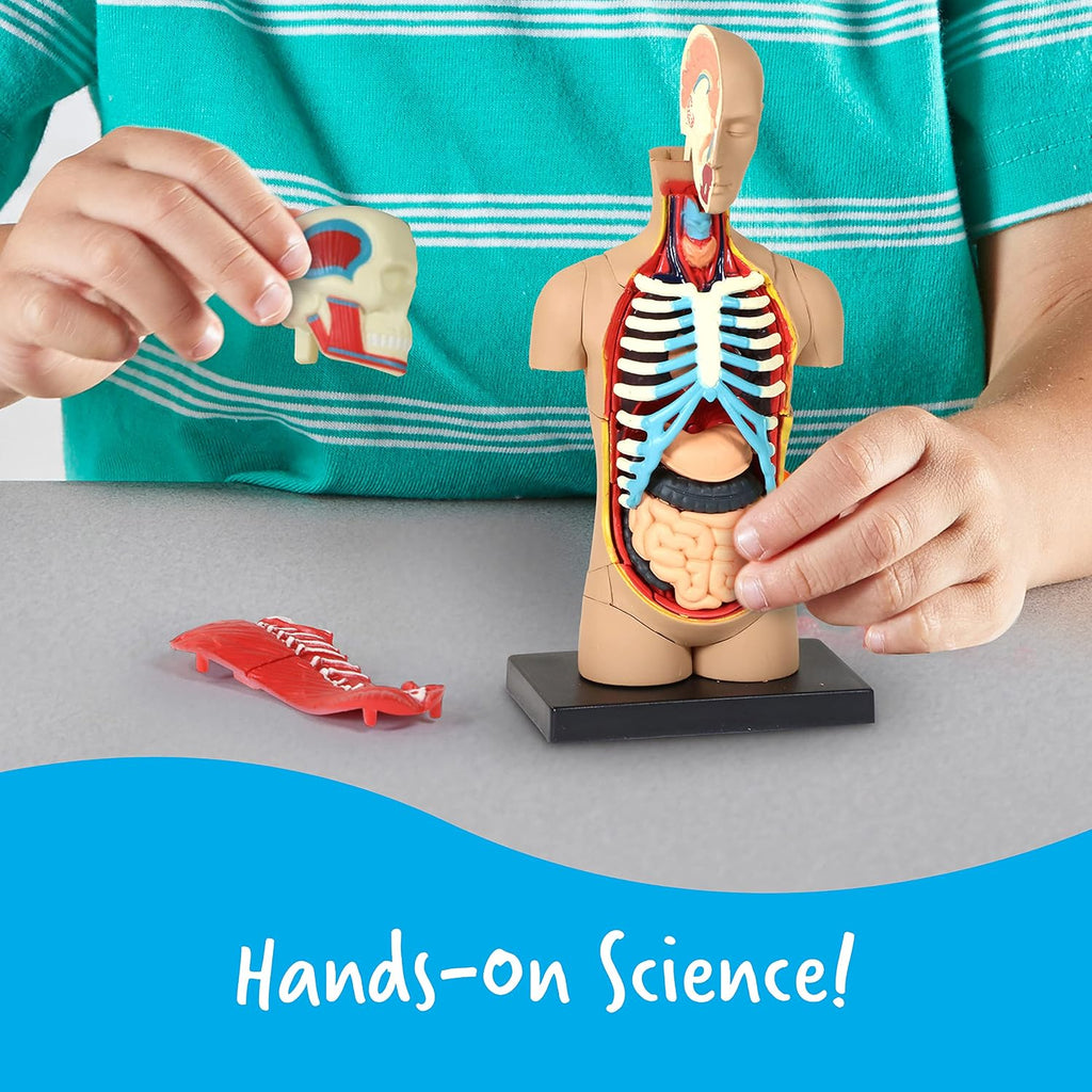 Human Anatomy Model Body | Science Classroom Demonstration Tools, Realistic Human Anatomy Display, 31 Pieces, Grades