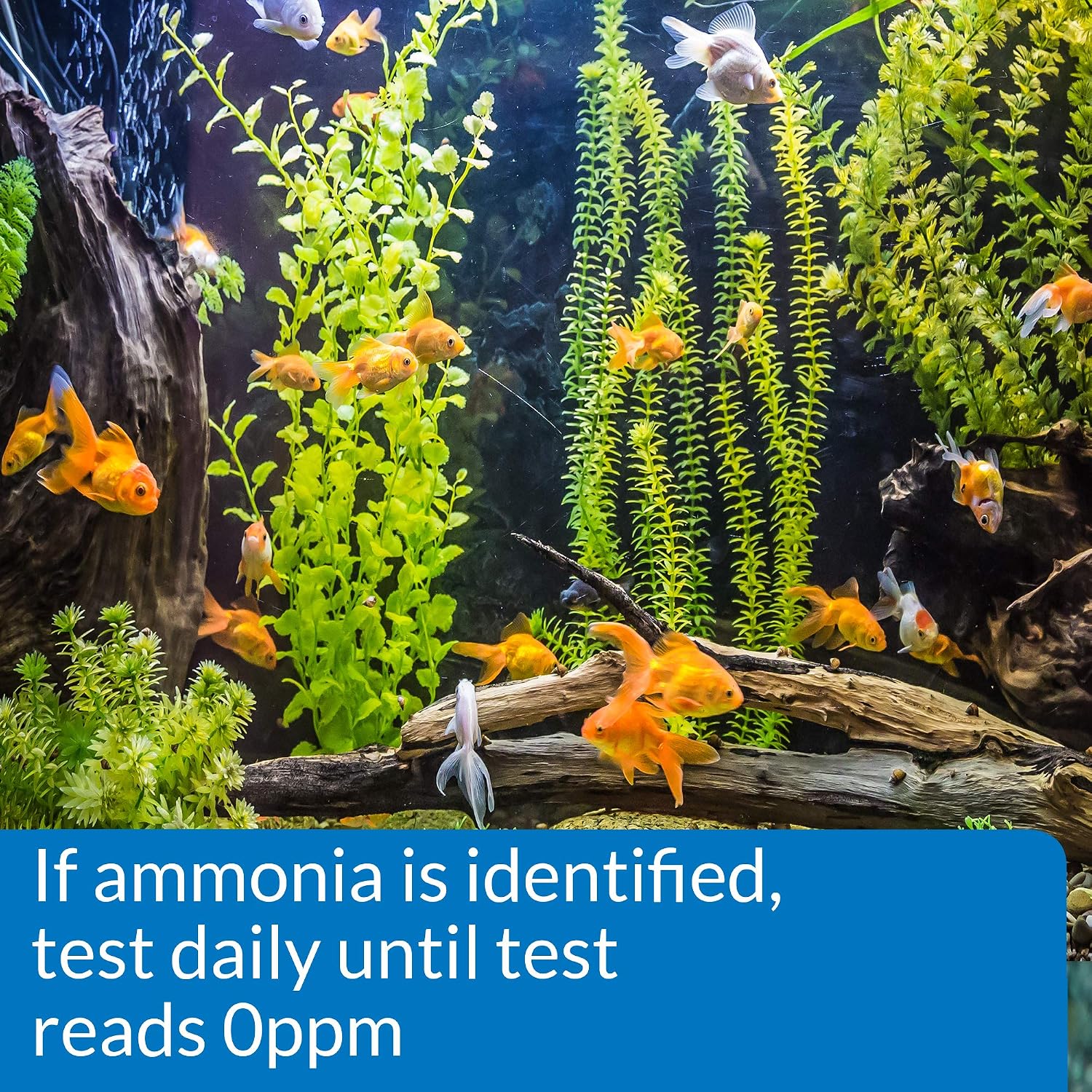 AMMONIA TEST STRIPS Freshwater and Saltwater Aquarium Water Test Strips 25-Test Box