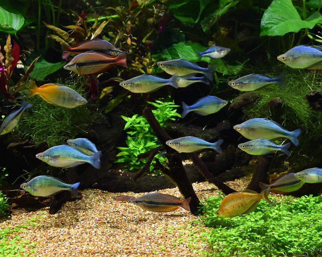 Matrix, 4 L / 1 gal.