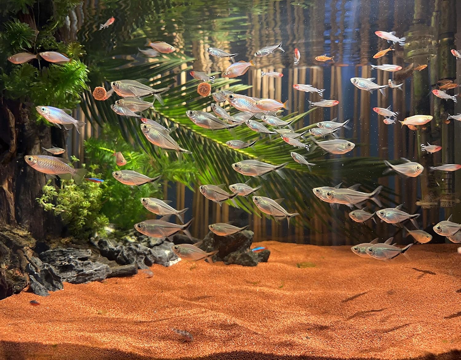11lb Natural South American Rainforest Sand, Aquarium red Sand, Lava Rock Soil, Red Lava Rock Sand, Succulent Sand