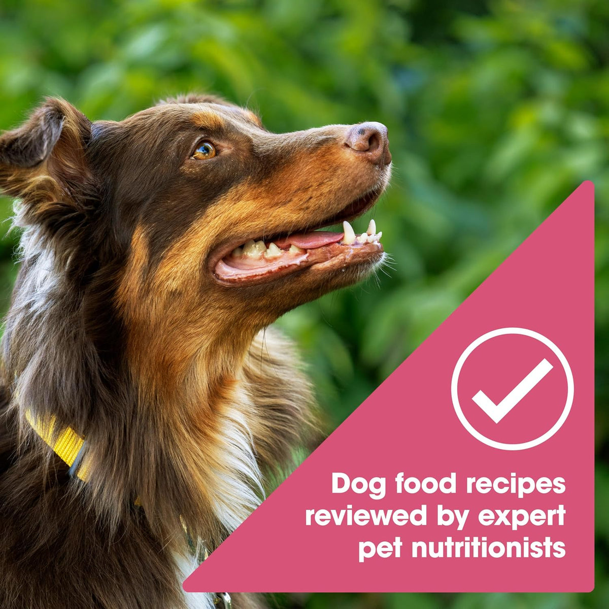 Grain Free Salmon Dry Dog Food, 4 lb. Bag