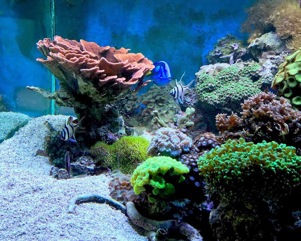 Reef Kalkwasser 1 kg / 2.2 lbs