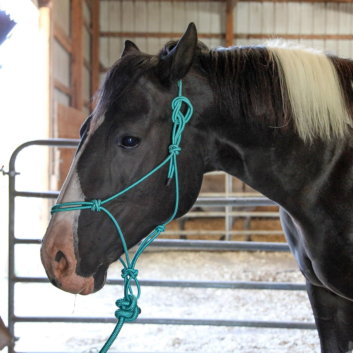 1/4" Rope 4 Knot Stiff Polyester Training Halter with 10’ Matching Lead Rope for Horses – Full (Black, Full)
