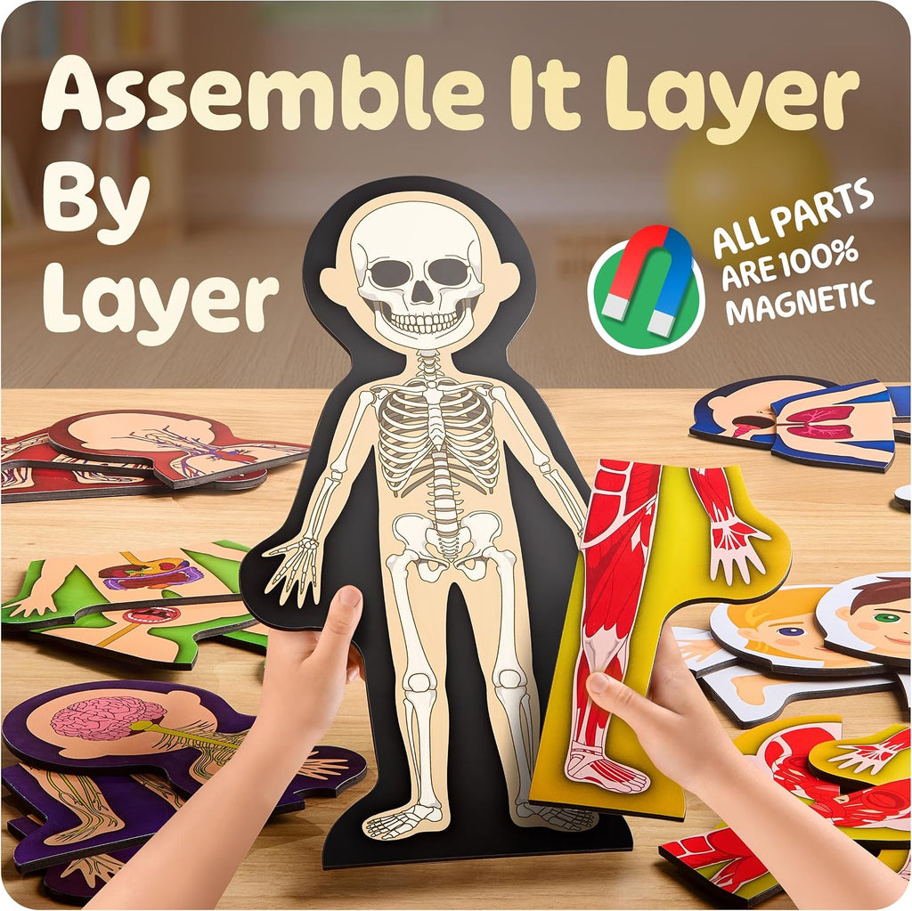 MyBODY Large Human Body Anatomy Model for Kids & Teens - Bottom-to-Top Magnetic Assembly Toy & Educational Learning