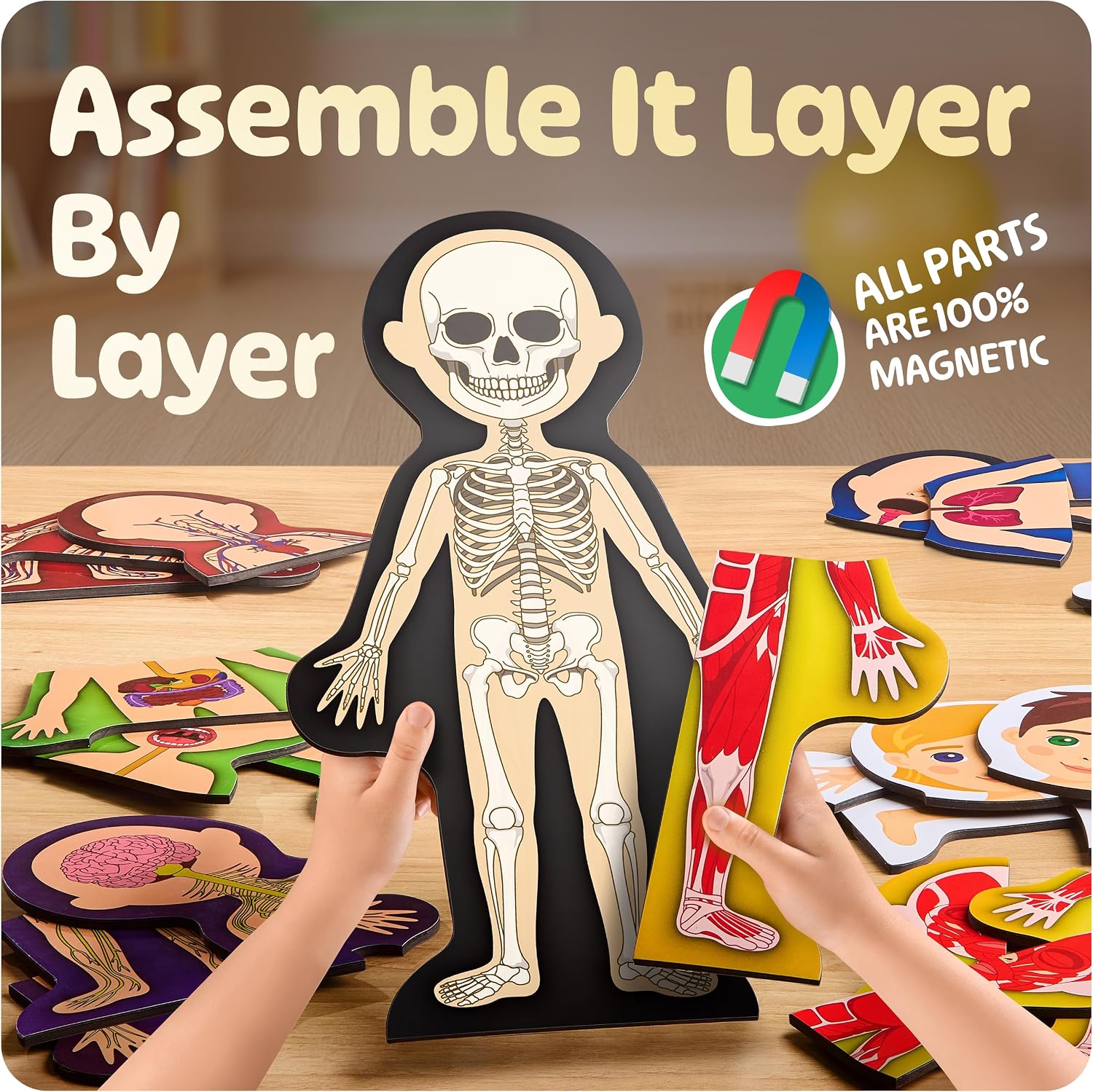 MyBODY Large Human Body Anatomy Model for Kids & Teens - Bottom-to-Top Magnetic Assembly Toy & Educational Learning