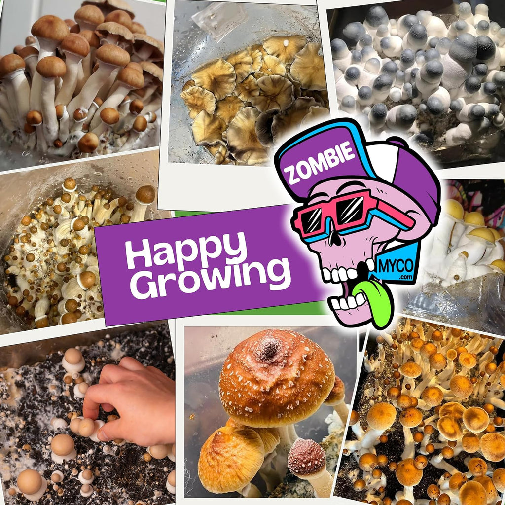 All‑in‑One Mushroom Grow Bag Kit – Sterilized Grain & CVG Substrate with Self‑Healing Injection Port –