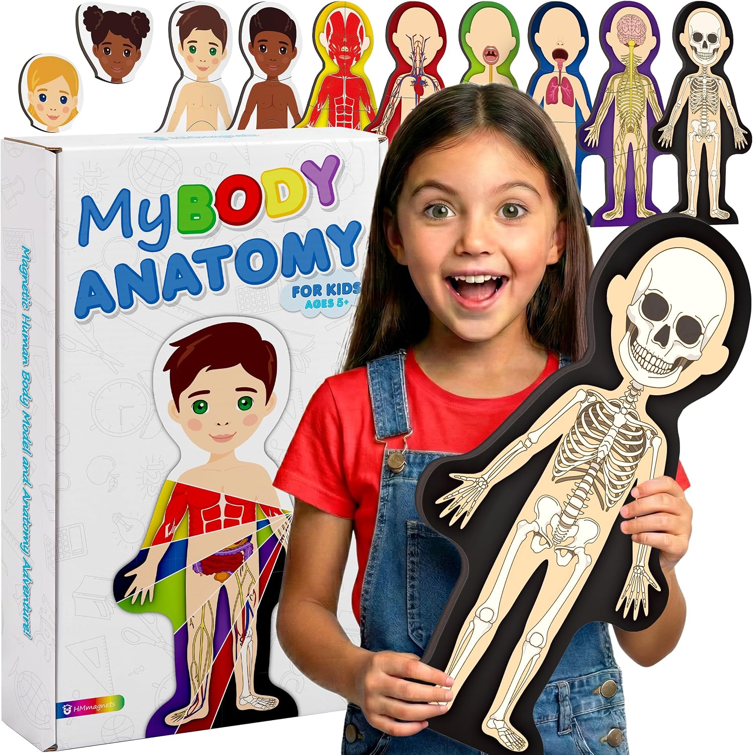 MyBODY Large Human Body Anatomy Model for Kids & Teens - Bottom-to-Top Magnetic Assembly Toy & Educational Learning