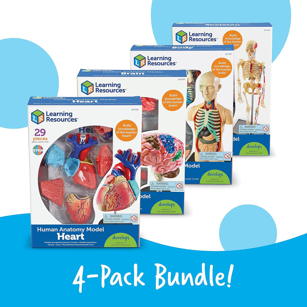 Anatomy Models Bundle Set | Skeleton and Physiology, Human Body Model , Science Classroom Must Haves, Biology Teacher