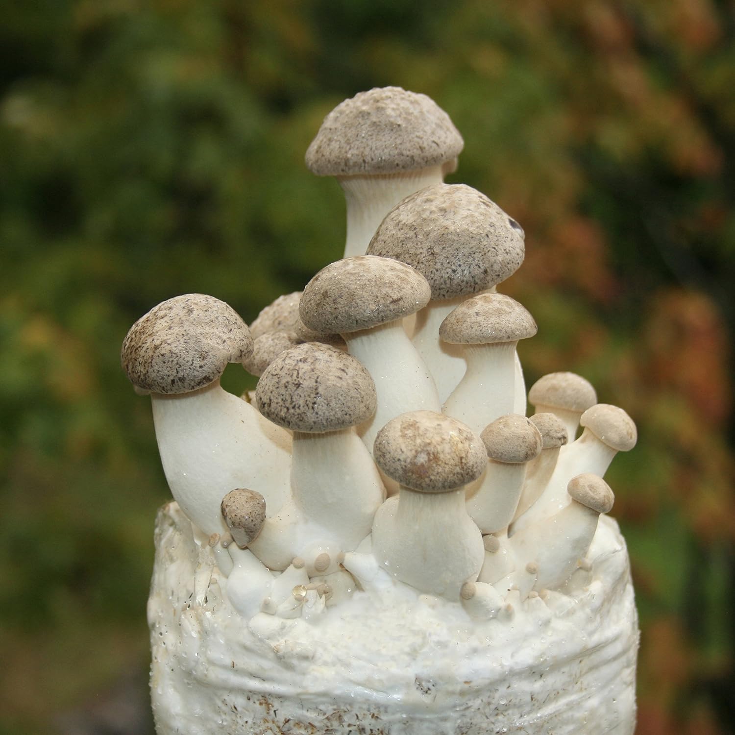 Two Mushroom Grow Kits, 3Lb Each (Two King Oyster Kits)