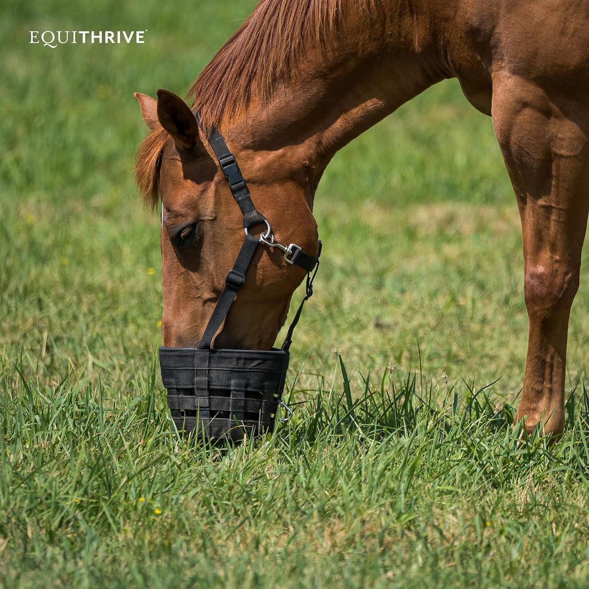 MetaCare Pellets Horse Supplement, 3.3 lbs, 30 Day Supply