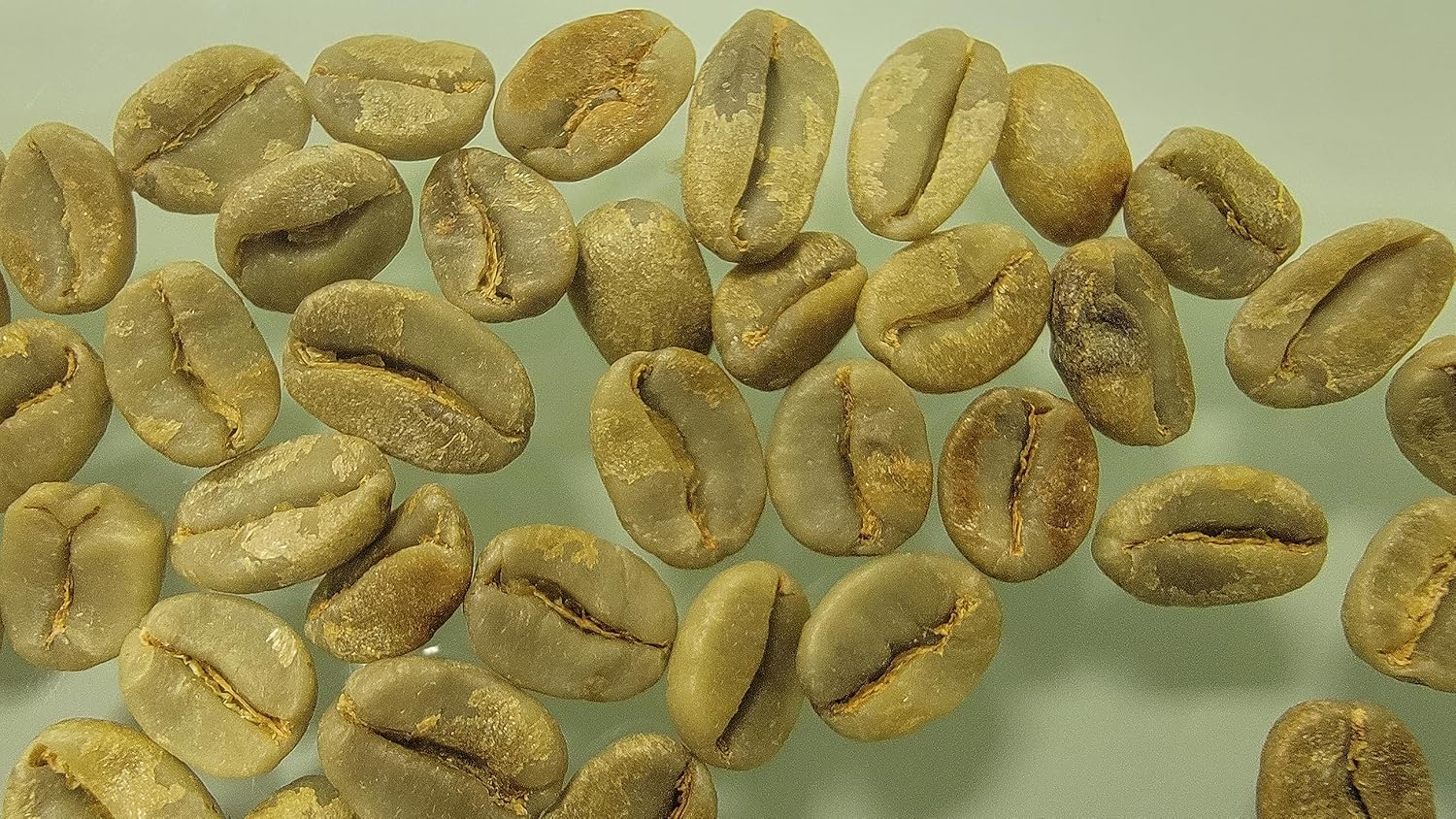 Green Unroasted Coffee Beans Ahuachapan, El Salvador Single Estate High Elevation (Honey washed, 5 lb)