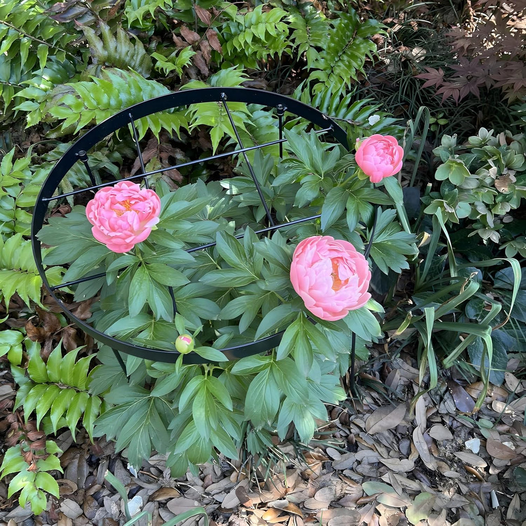 Large Peony Cages and Supports 18.9"x23.6" - Durable Round Garden Flower Rings | Tall Plant Support Stakes for