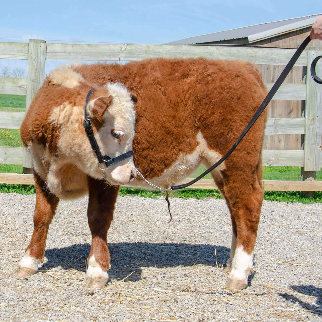 New and Improved Premium Flat Fancy Stitch Leather Cattle Show Halter with Matching Chain Lead
