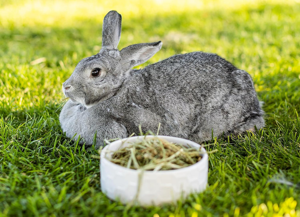 Standlee Western Timothy Grass Hay Small Animal Food for Rabbits, Guinea Pigs, and Chinchillas, 20 lb. Box