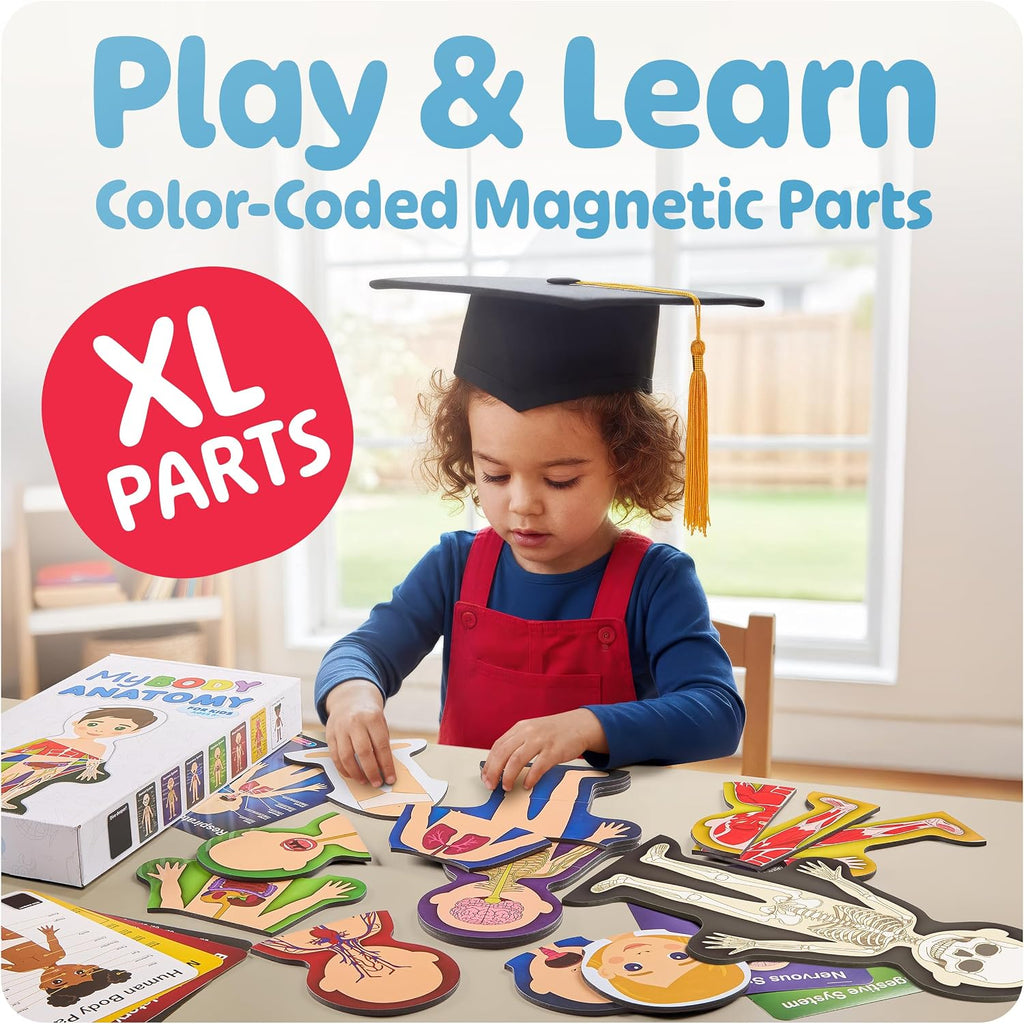 MyBODY Large Human Body Anatomy Model for Kids & Teens - Bottom-to-Top Magnetic Assembly Toy & Educational Learning