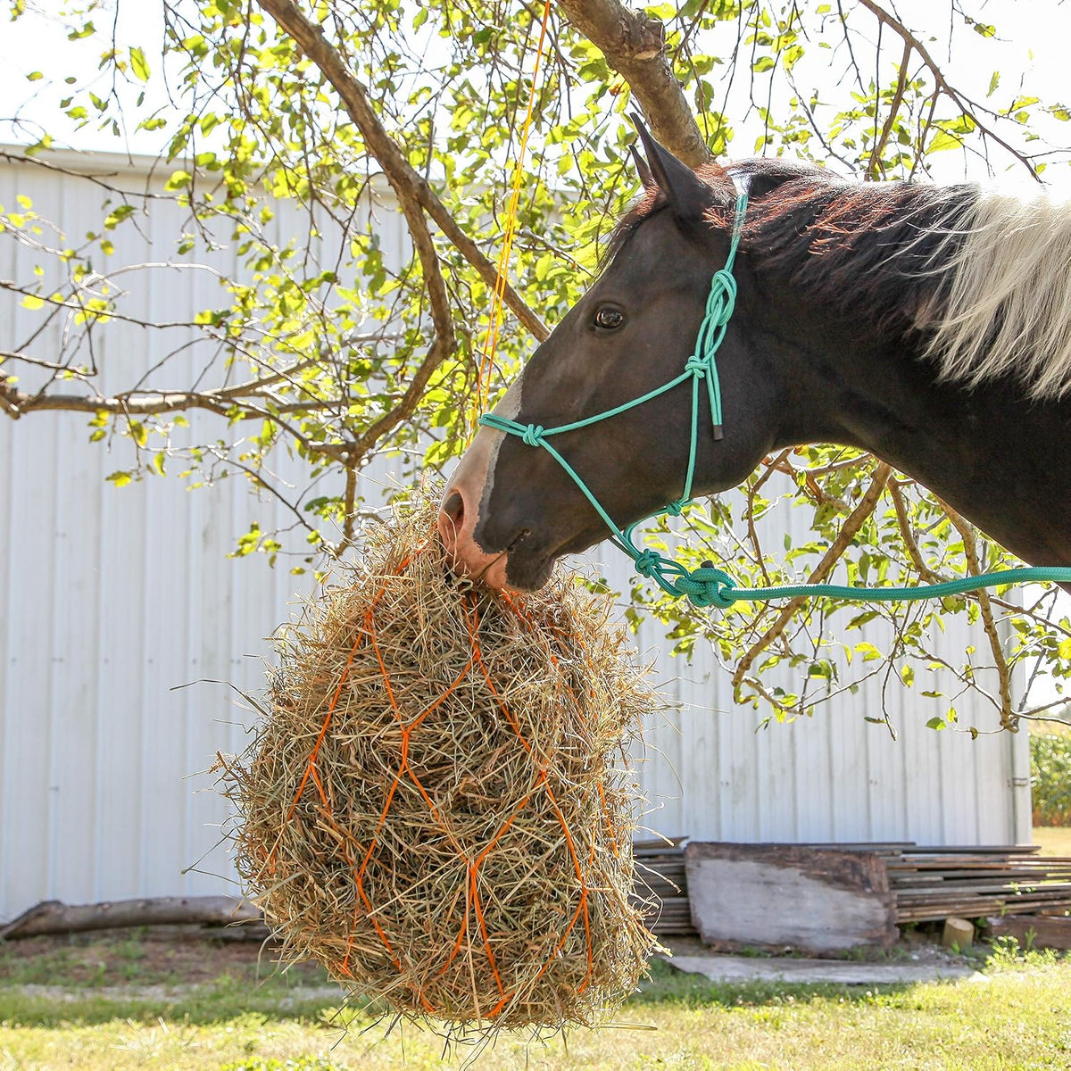1/4" Rope 4 Knot Stiff Polyester Training Halter with 10’ Matching Lead Rope for Horses – Full (Black, Full)