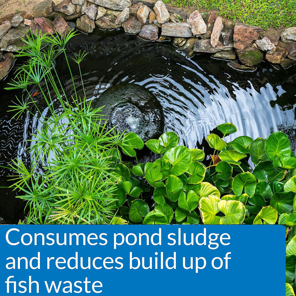 POND-ZYME SLUDGE DESTROYER (1 Pound) Pond Cleaner with Natural Pond Bacteria - Up to 16,000 Gallons - Reduces Fish