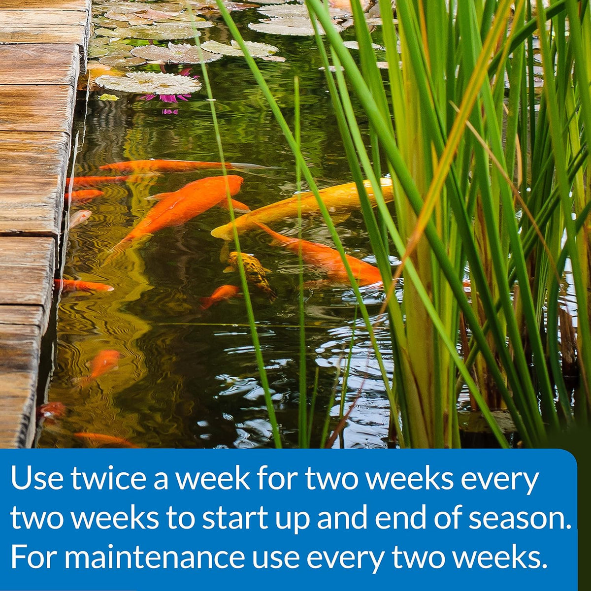 POND-ZYME SLUDGE DESTROYER (1 Pound) Pond Cleaner with Natural Pond Bacteria - Up to 16,000 Gallons - Reduces Fish