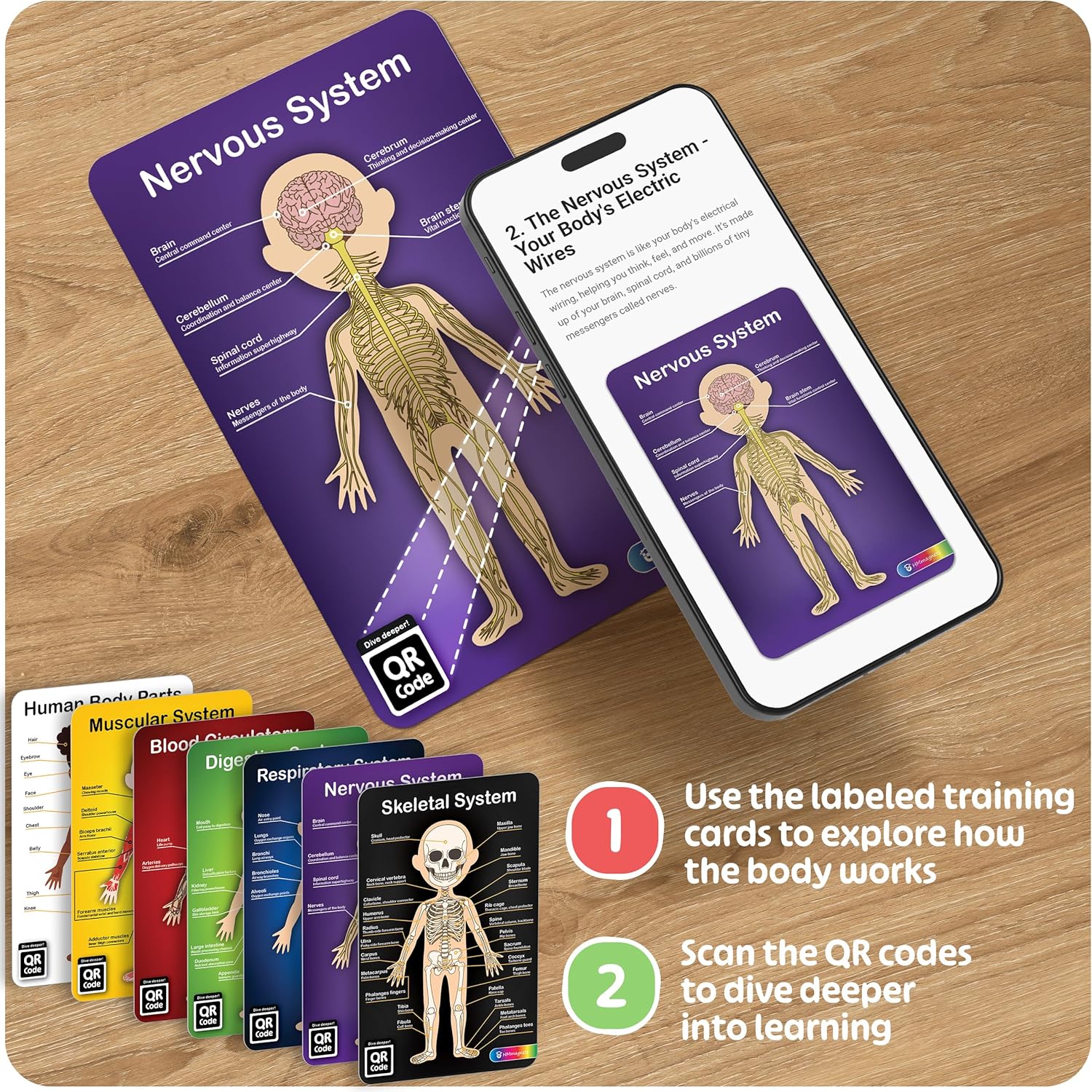 MyBODY Large Human Body Anatomy Model for Kids & Teens - Bottom-to-Top Magnetic Assembly Toy & Educational Learning